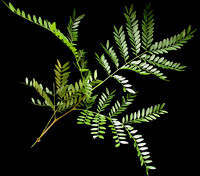 Acacia_(cultive)-GAyotte-FSAA-ULAVAL