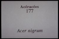 Acer nigrum