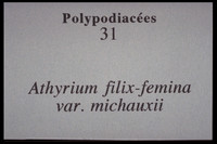 Athyrium filix-femina