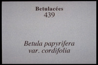 Betula papyrifera