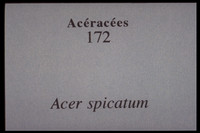 Acer spicatum