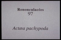 Actaea pachypoda