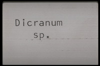 Dicranum