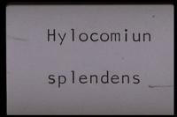 Hylocomnium splendens