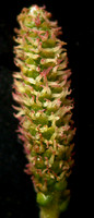 Alnus viridis subsp crispa