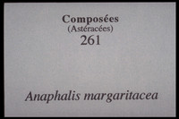 Anaphalis_margaritacea-001-ULaval-FFGG-SBF