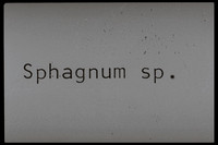 Sphagnum sp