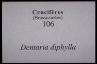 Cardamine diphylla-Dentaria