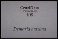 Cardamine maxima-Dentaria