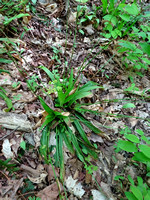 Carex plantaginea_001_MLapointe_SBF