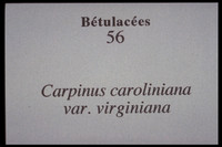 Carpinus caroliniana