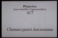 Chamaecyparis lawsoniana