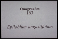 Chamaenerion angustifolium subsp. angustifolium-Epilobium