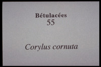 Corylus cornuta
