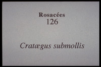 Crataegus submollis_001_ULaval_FFGG_SBF