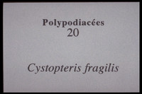 Cystopteris fragilis