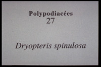 Dryopteris carthusiana ou spinulosa