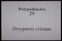 Dryopteris cristata