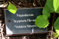 Dryopteris filix-mas undulata robusta