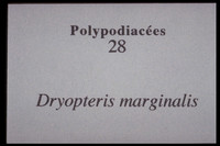 Dryopteris marginalis
