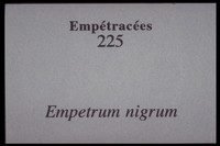 Empetrum nigrum