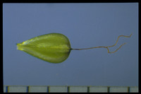 Eriophorum vaginatum subsp spissum