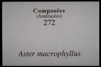 Eurybia macrophylla-Aster