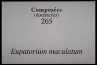 Eutrochium maculatum-Eupatorium