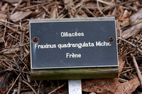 Fraxinus quadrangulata