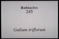 Galium triflorum