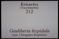 Gaultheria hispidula-Chiogenes