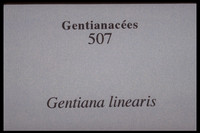 Gentiana linearis