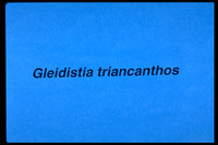 Gleidistia triancanthos