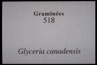 Glyceria canadensis
