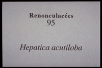 Hepatica acutiloba