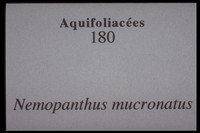 Ilex mucronata-Nemopanthus