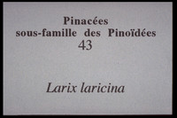 Larix laricina