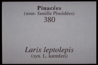 Larix leptolepis