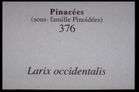 Larix occidentalis