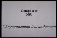 Leucanthemum vulgare-Chrysanthemum