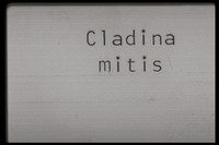 Cladina mitis