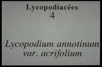 Lycopodium annotinum