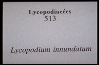 Lycopodium innundatum