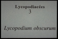 Lycopodium obscurum