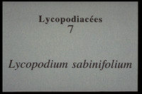 Lycopodium sabinifolium