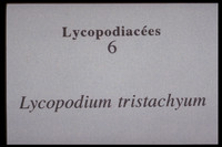 Lycopodium tristachyum