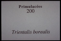 Lysimachia borealis-Trientalis