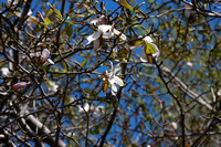 Magnolia loeberi