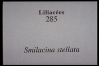 Maianthemum Stellatum-Smilacina