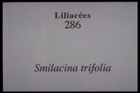Maianthemum trifolium-Smilacina